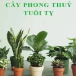 Tuổi Kỷ Tỵ nên trồng cây gì trước nhà? hợp mệnh màu gì?