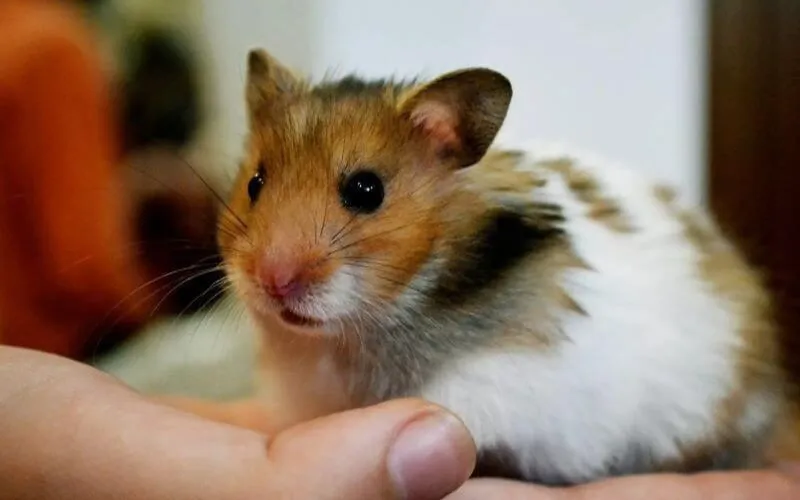 Bị chuột hamster cắn là điềm gì? có nguy hiểm không? đánh con số gì?